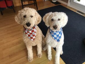 CIL Dogs - Oscar & Barley